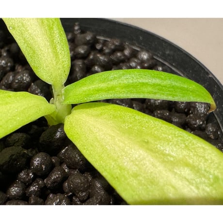Schismatoglottis sp. "初霜錦" from Murung raya [LA0515-05]