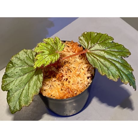 Begonia Hyb. (Halmahera × Aceh)