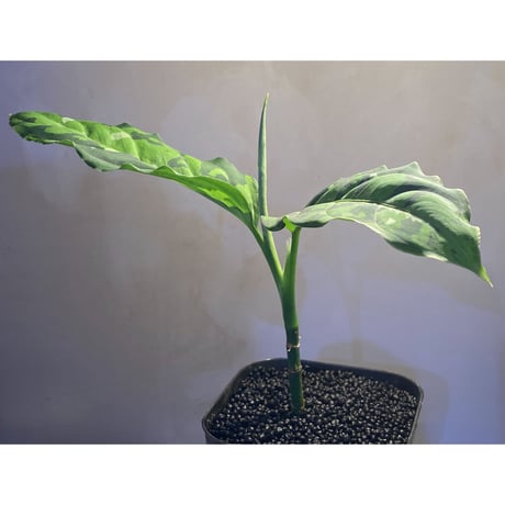 Aglaonema pictum GW Type1 from Padang sidempuan [TB1410]