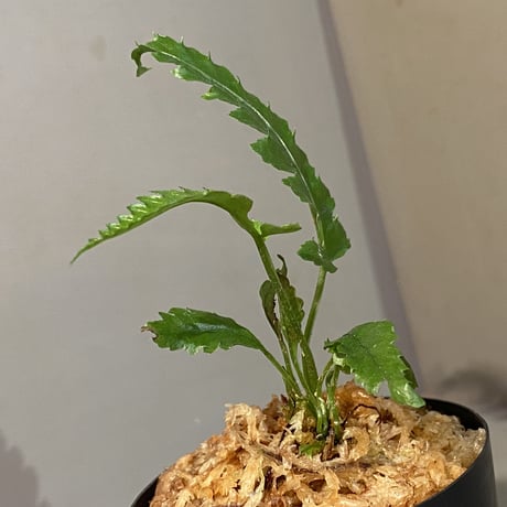Bolbitis subcardata 西表島産