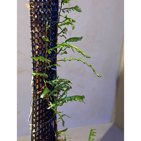 Teratophyllum aculeatum from Nanga pinoh [TB]