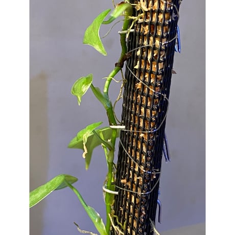 Philodendron sp. from Iquitos Peru [tanakay]
