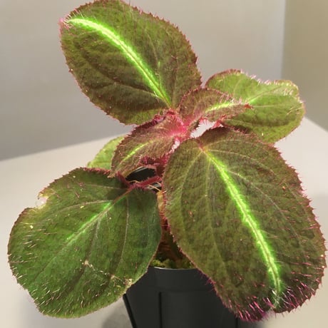 Sonerila sp. from Thailands [Asiatic Green] TKタグ付き