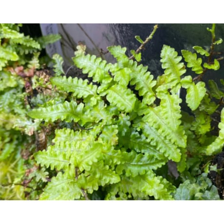 Teratophyllum sp. from Sibolga Timur [HW1017-03]