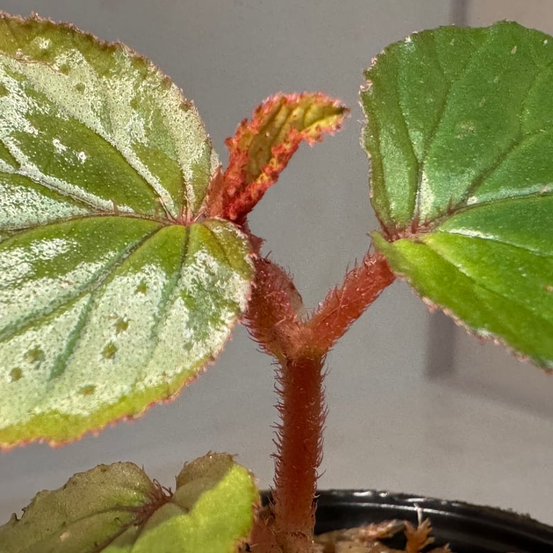 Begonia sp. from Kapuas hulu West Kalimantan |