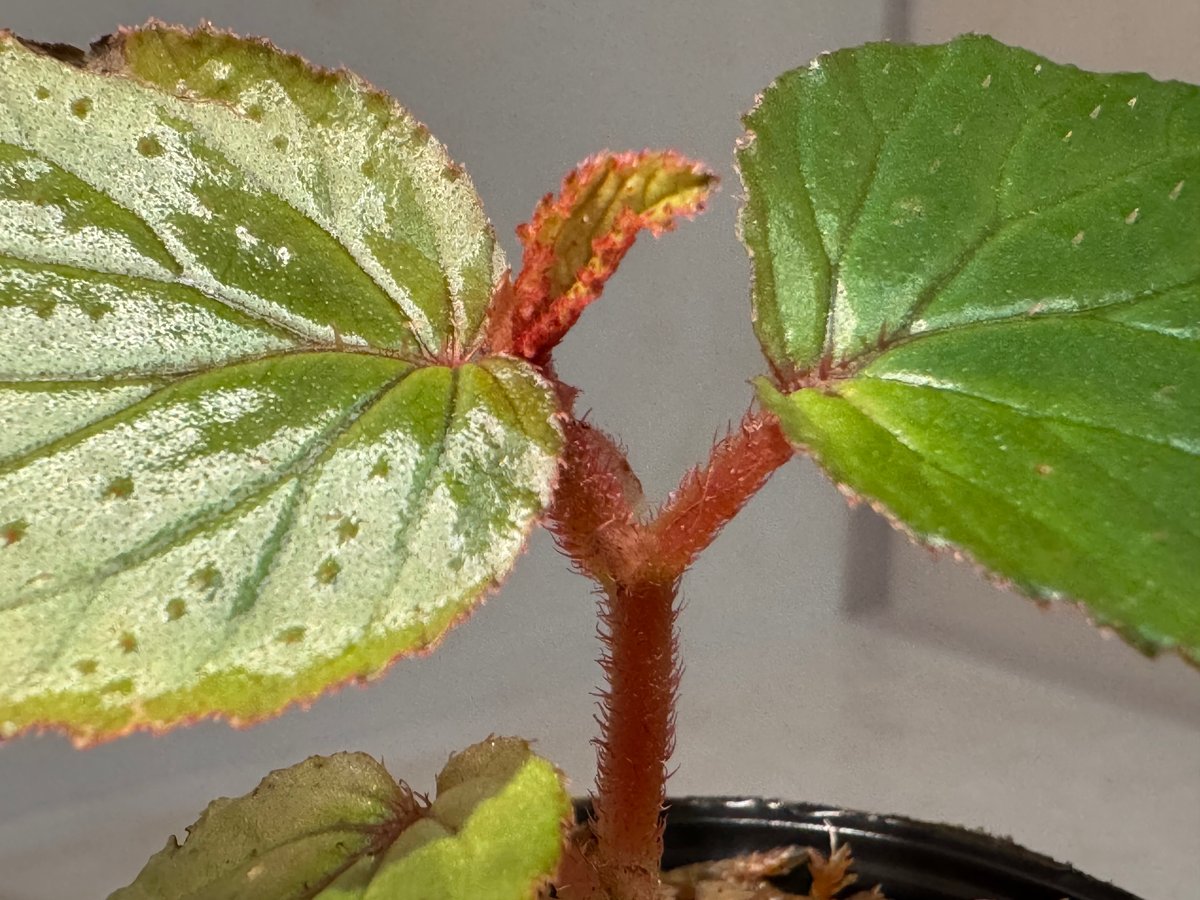 専用　超希少❣️Begonia sp. 'Kapuas hulu' 赤毛　ベゴニア 専用 超希少❣️Begonia sp. 'Kapuas hulu' 赤毛 ベゴニア