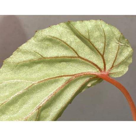 Begonia sp. "Mempawah hulu" Landak Kalimantan barat [TB]