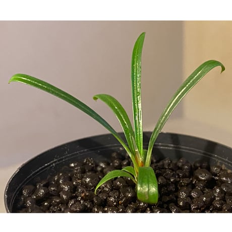 Fenestratarum culum