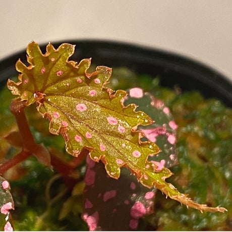 Begonia gracilicyma from Sumatera Barat [TB]
