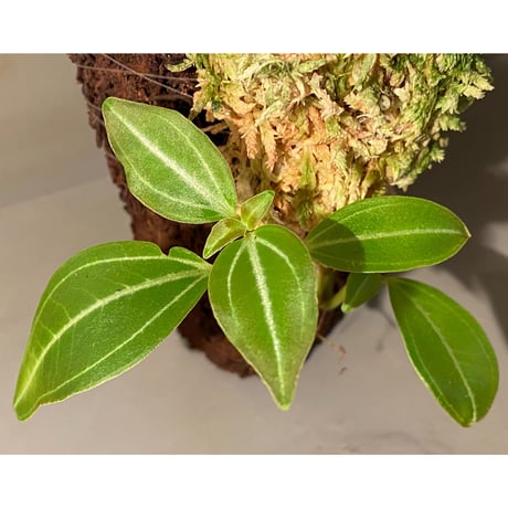 Pachycentria sp. from Selangor