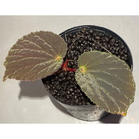 Begonia sp. from Pulau Halmahera [LA0314-02]