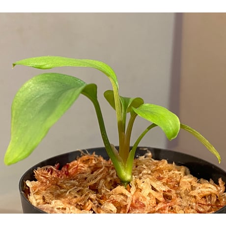 Homalomena sp. Aceh Silver from Aceh sumatera [LA0613-00]