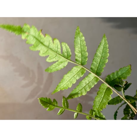 (常湿育成株) Bolbitis subcardata 西表島産