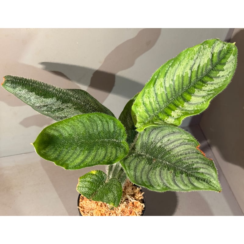 Borneoa ciliata (旧Schismatoglottis) from West K