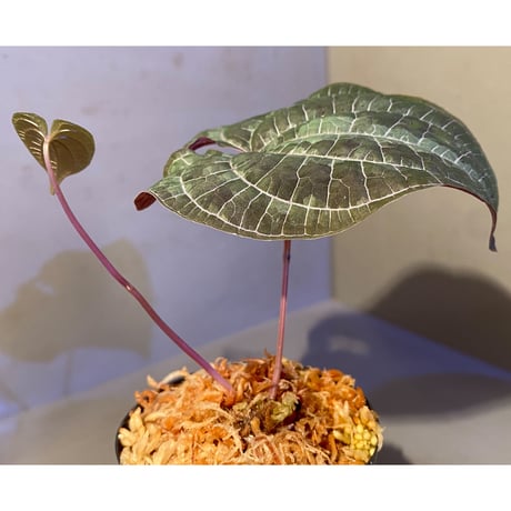Dioscorea dodecaneura (discolor) from Ecuador