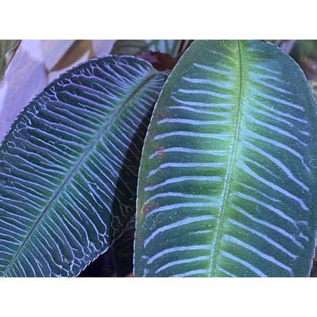 Ardisia sp. from Perlis Malaysia