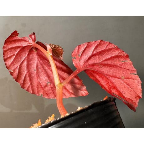 Begonia sp. from Kapuas hulu