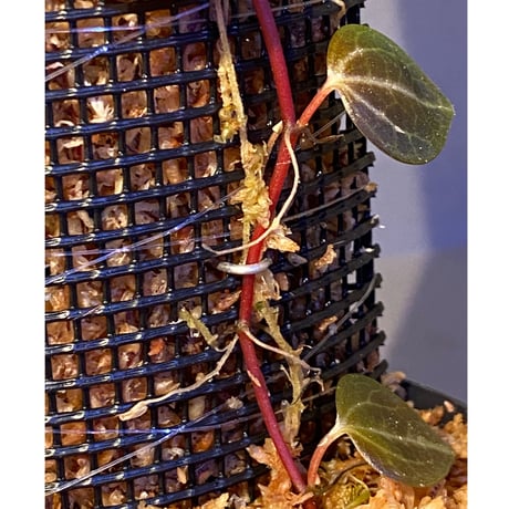 Peperomia sp. (インボイスbicolor)