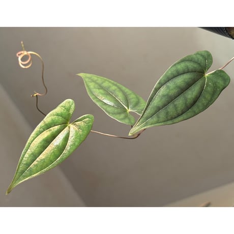 Dioscorea sp. from Sabah [R0516-01]