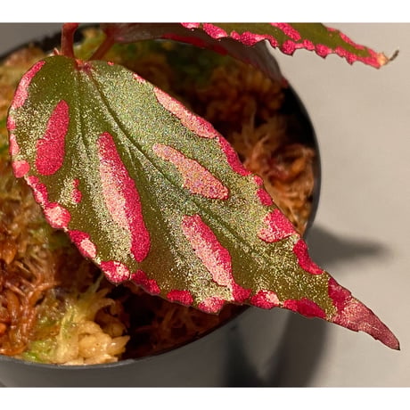 Begonia sp. ぼっち株 from Julau [R1214-01b]