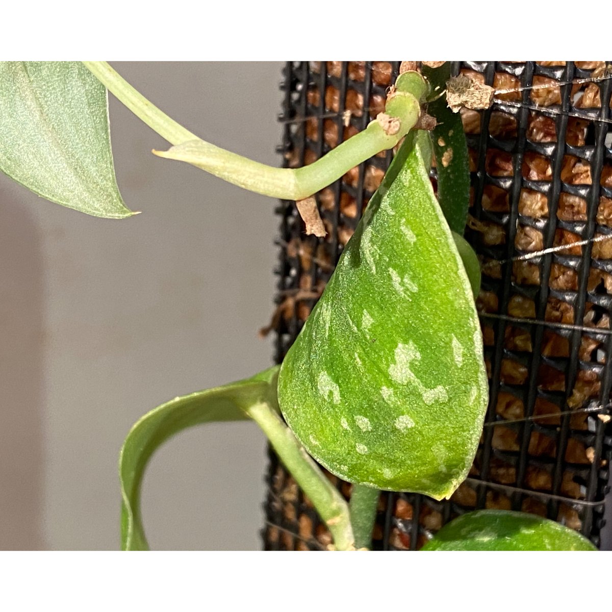Scindapsus 'Snake Scale' | M・R・G・R Scindapsus 'Snake Scale' | M・R・G・R