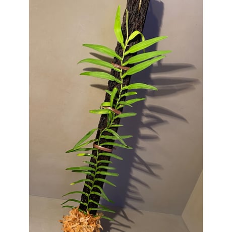 (大株) Epipremnum sp. from Trat Thailand ①