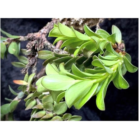 (2芽立ち) Disterigma bracteatum [ECUAGENERA]