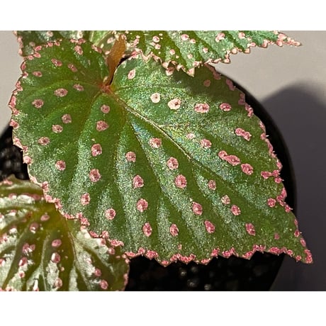 Begonia sp. from Saripoi [LA0813-2]