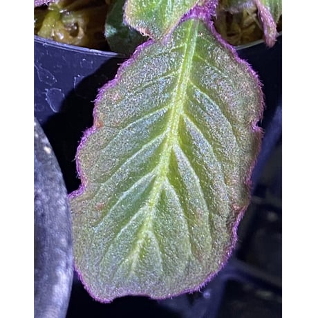 Codonoboea cf. pumilla from Riau sumatera [LA1119-02]