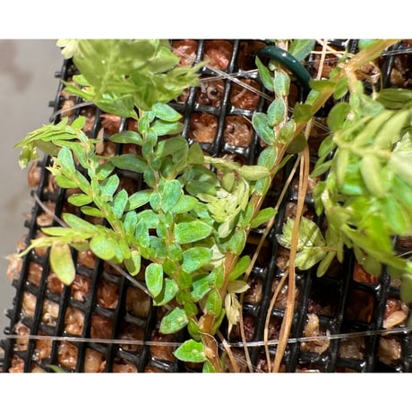 Selaginella willdenowii
