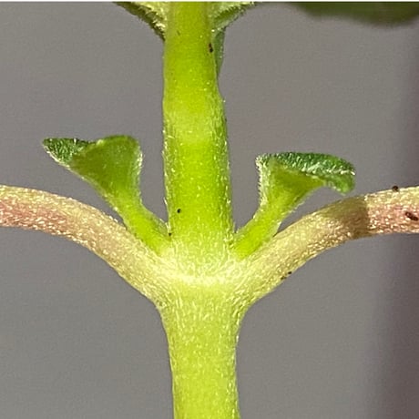 Gesneriaceae gen. from Kalimantan Barat