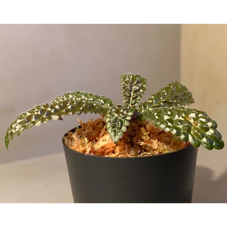 Nautilocalyx pemphidius
