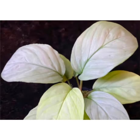 Homalomena sp. "Kayu Lapis" White Kal-barat [TB]