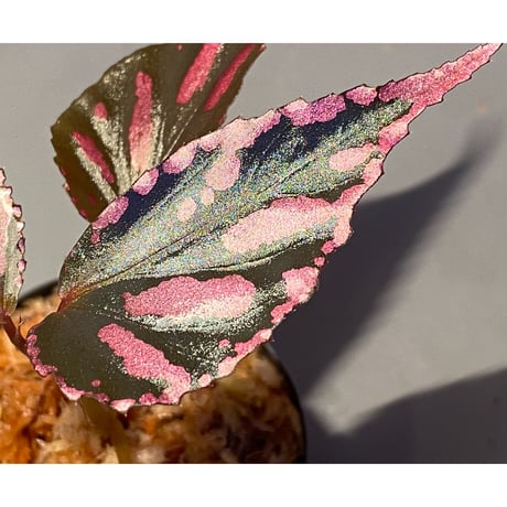 Begonia sp. ぼっち株 from Julau [R1214-01b]