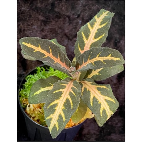 Aphelandra maculata Madre de Dios [LA1017-02]