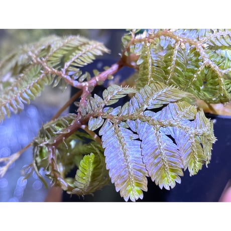 Selaginella sp. from Sarawak