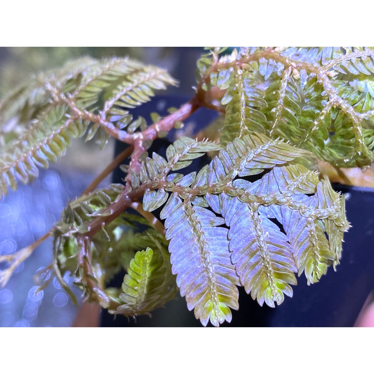 Selaginella sp. from Sarawak | M・R・G・R