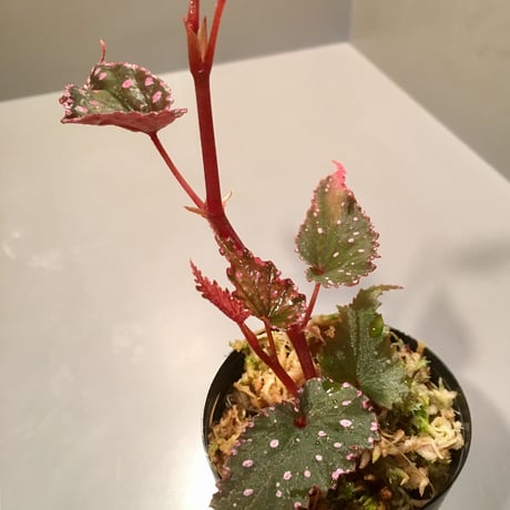 Begonia  gracilicyma from Sumatera Barat [TB]