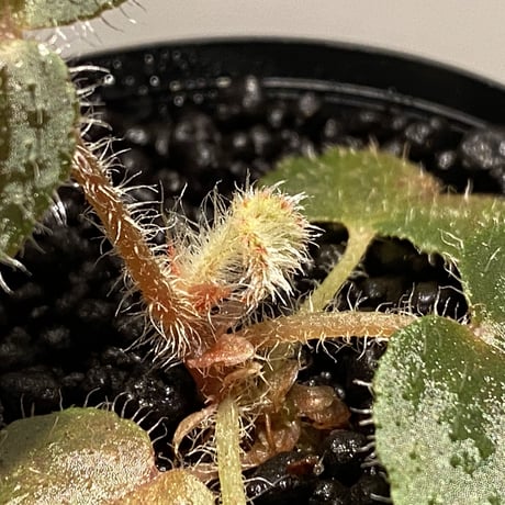Begonia variegata from Viet Nam