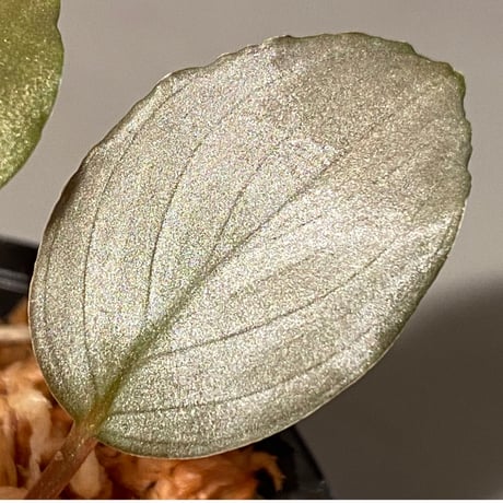 Homalomena sp. "Silver Bullet" from Pulau Lingga [AZ0917-1]