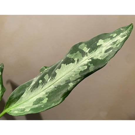 Aglaonema pictum A from Aceh sumatera [LA1115-03 i] ①