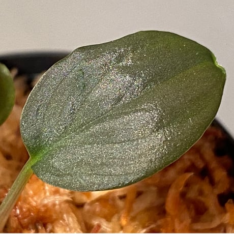 (本タグ付き) Homalomena sp. "Silver Bullet" from P.Lingga [AZ0917-1]