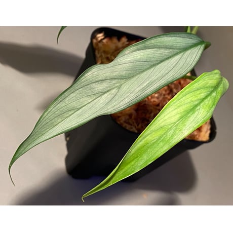 Homalomena sp. White leaf from "Pendang" Kal tengah [TB]