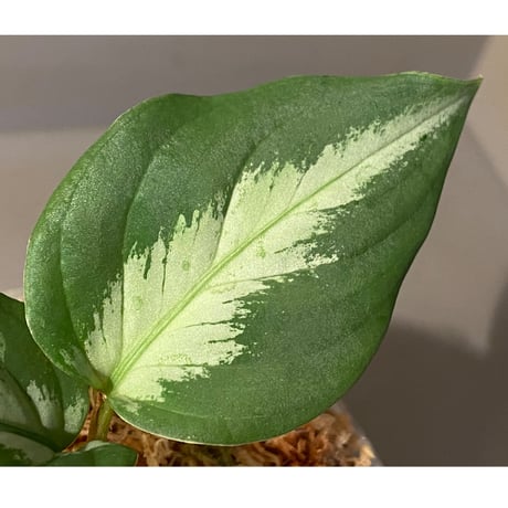 Aglaonema pictum GW1507 "メサイア" from Padang sidempuan [TB]