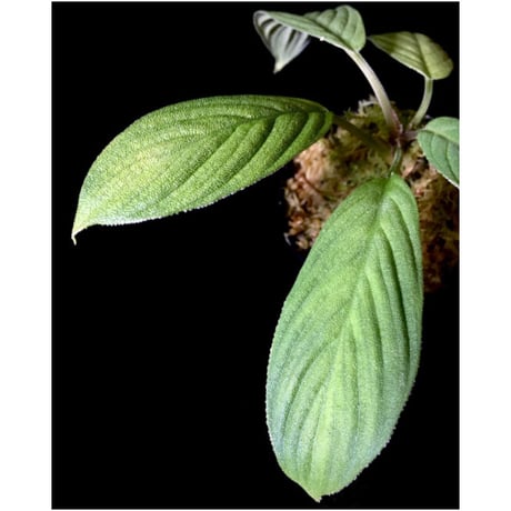 Homalomena mobula "鮫肌A" from Sumatera barat [LA0317-01]