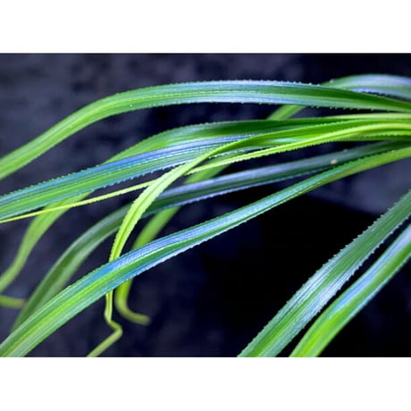 Mapania sp. from "Nanga pinoh" Melawi Kalimantan barat [TB] ②