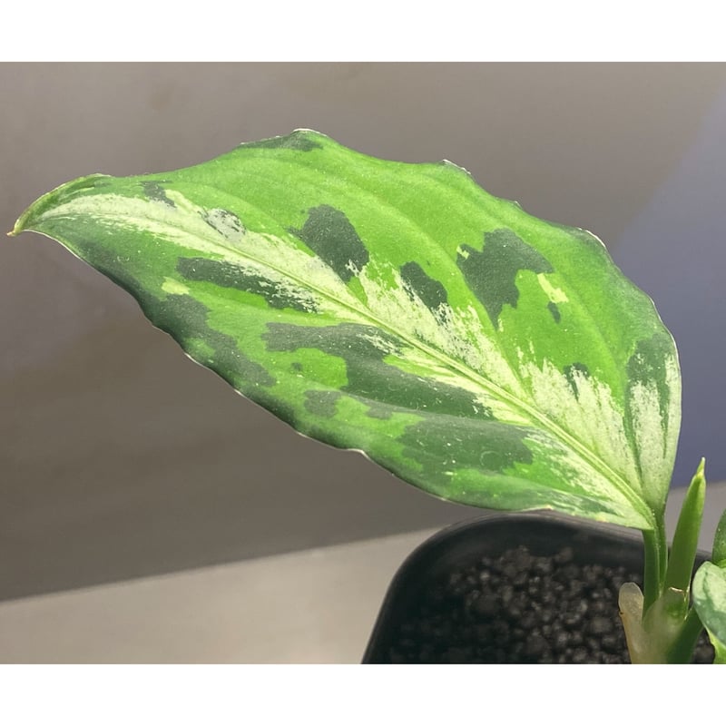 Aglaonema pictum 