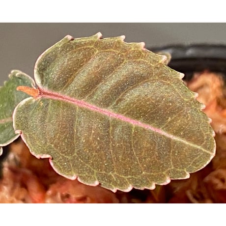 Labisia sp. from Malaysia [KN]