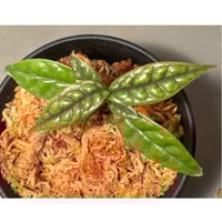 Bucephalandra sp. Type2 from Sintang kayu lapis