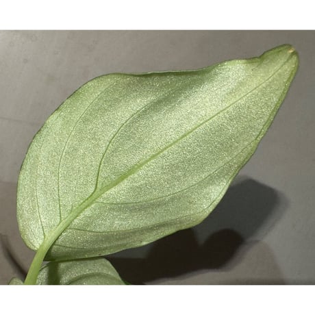 Schismatoglottis Rongisupata from West Kalimantan [KN]